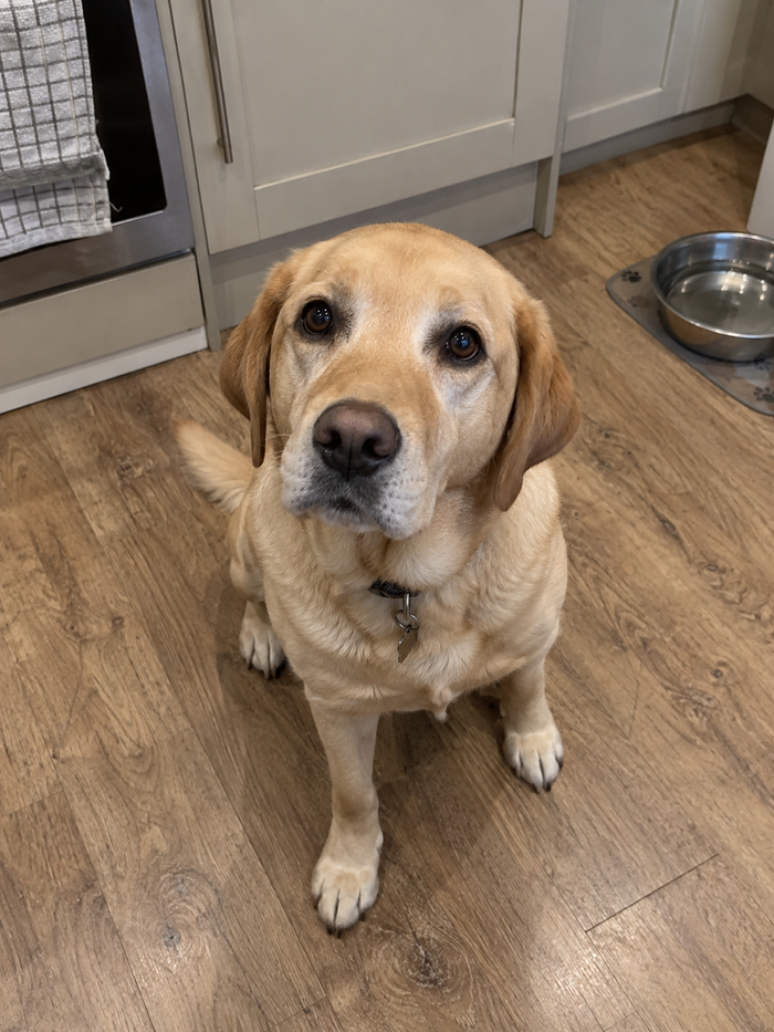 A yellow Labrador lying on the kitchen floor