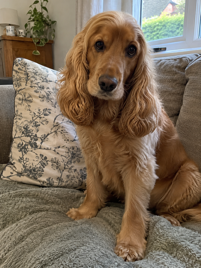 A golden Cocker Spaniel on the sofa