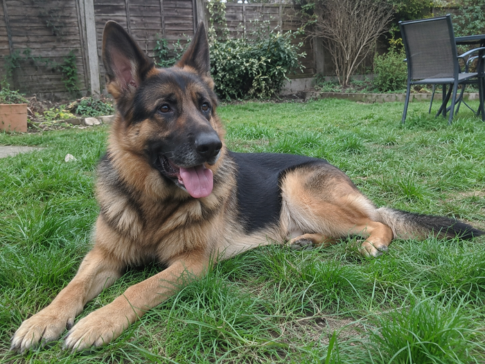 A relaxed German Shepherd in the back garden