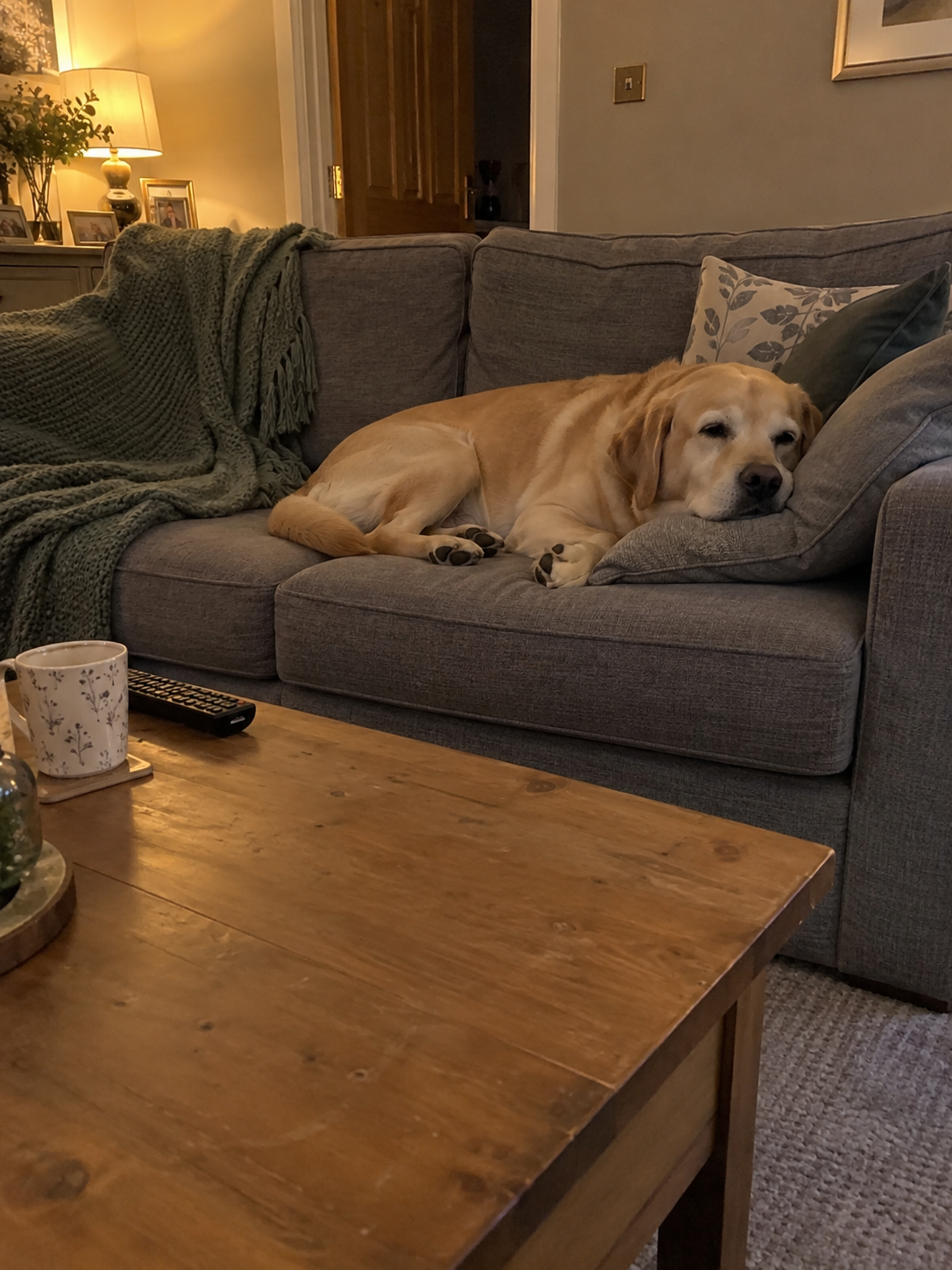 A relaxed Labrador lying on the sofa at home