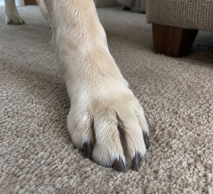 A clean, dry paw on a beige carpet