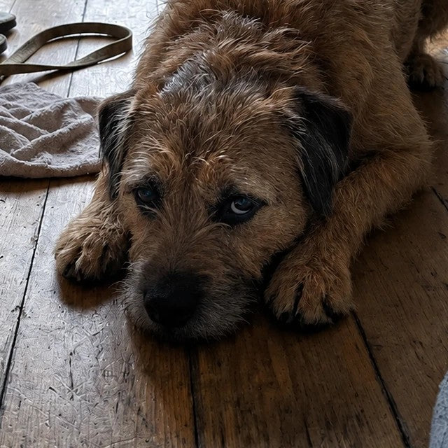 Kasper, Nelly's dog
